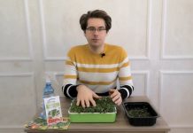 Как развивается микрозелень?