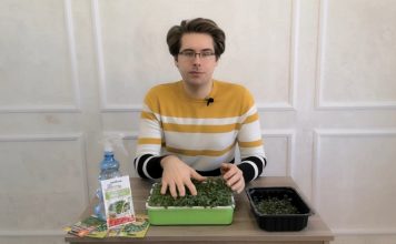 Как развивается микрозелень?