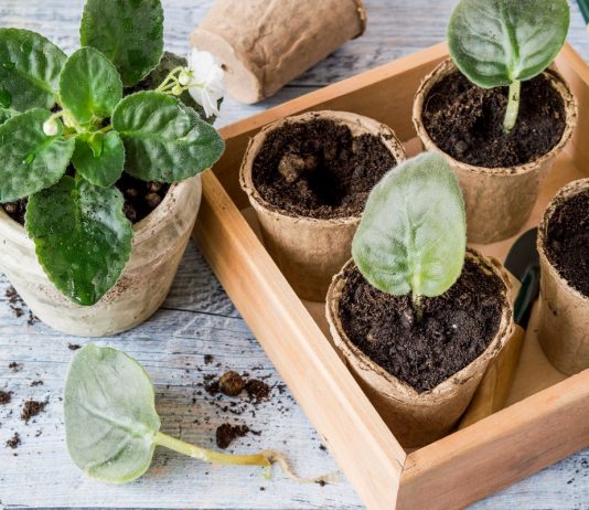 Какие комнатные растения легко размножить листом?