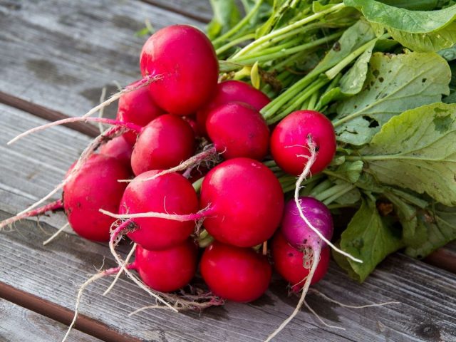 Самый вкусный редис - посеянный ранней весной