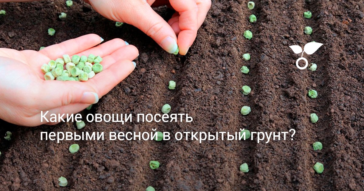 Какие овощи посеять первыми весной в открытый грунт?