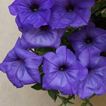 Петуния (Petunia), сорт «Ивнинг Сенсейшен» (Evening Scentsation) Петуния (Petunia), сорт «Ивнинг Сенсейшен» (Evening Scentsation)