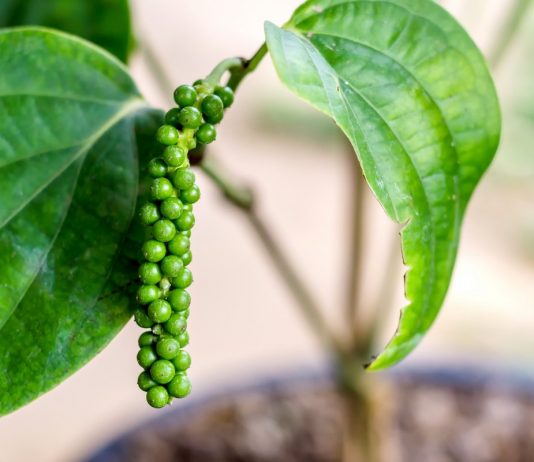 Особенности выращивания чёрного перца в комнате