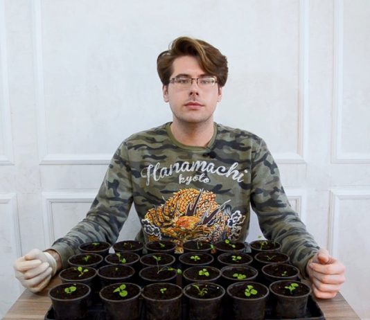 Пикировка петуний: зачем нужна и как её делать?