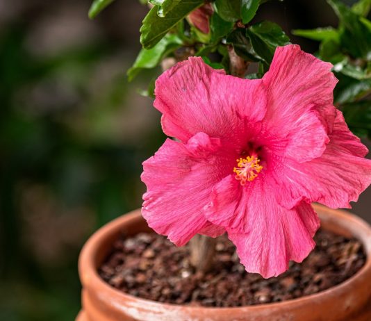 Почему не цветет комнатный гибискус?