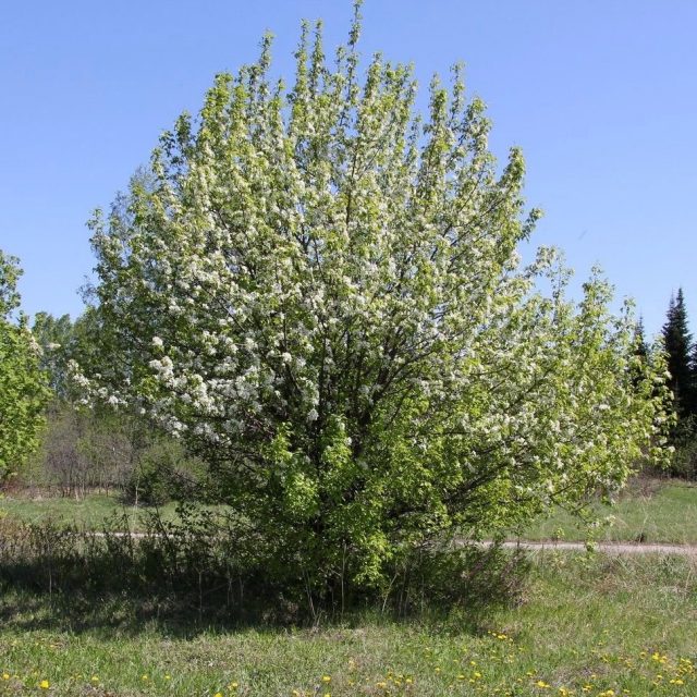 Груша уссурийская (Pyrus ussuriensis)