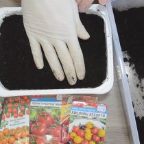 Проделываем дренажные отверстия в емкости и наполняем её грунтом