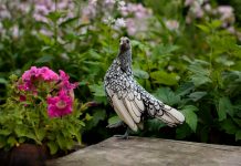 Уникальные породы кур, которые поразят ваше воображение