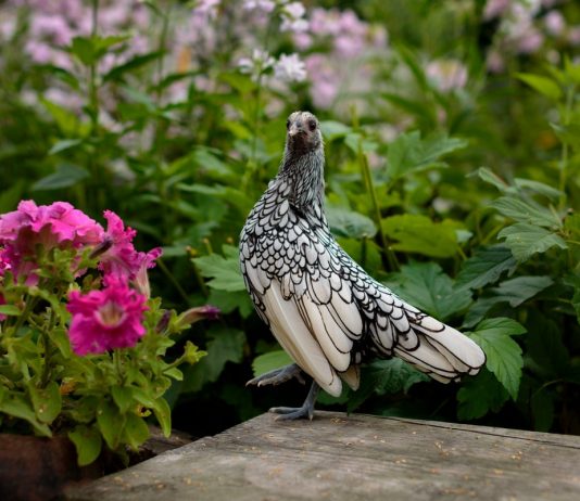 Уникальные породы кур, которые поразят ваше воображение - Животные Уникальные породы кур, которые поразят ваше воображение