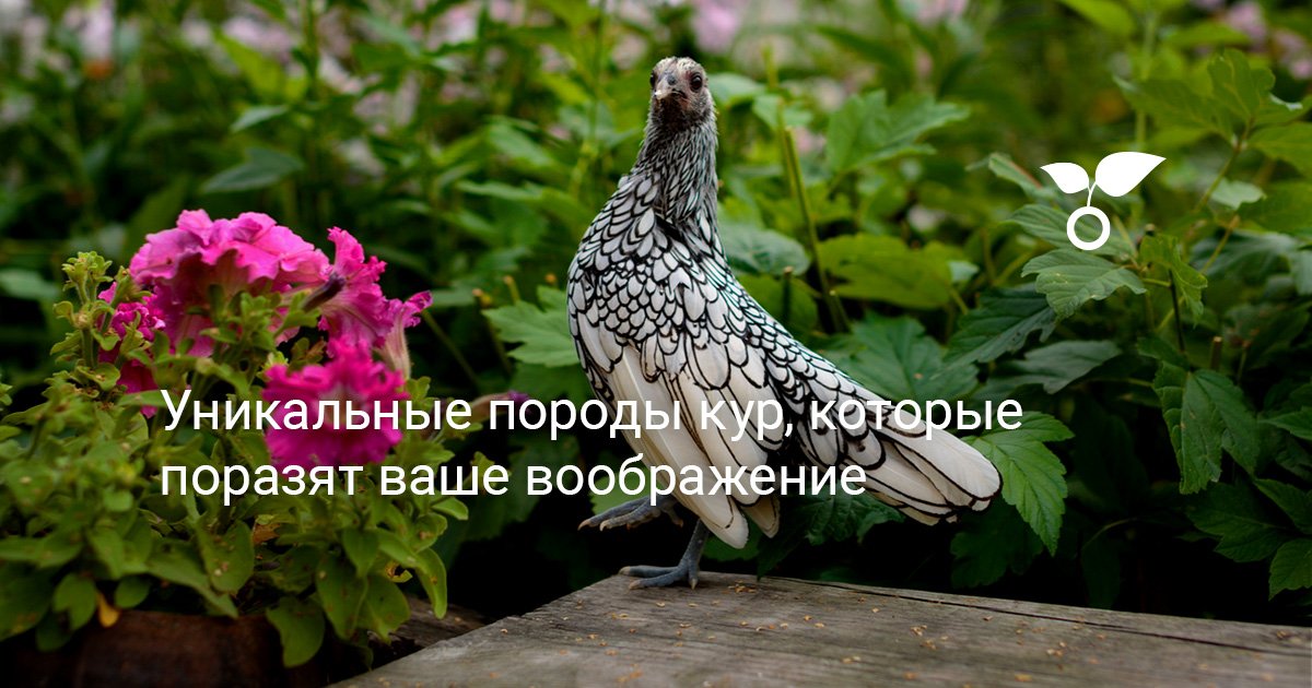 Уникальные породы кур, которые поразят ваше воображение