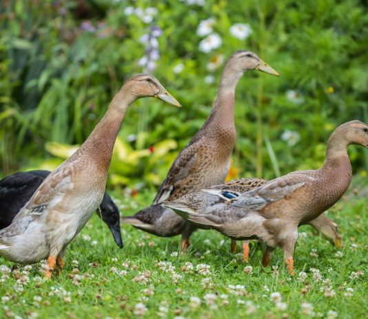 Утки — популярные породы и особенности содержания бройлеров