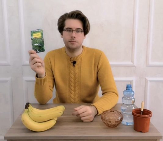 Можно ли вырастить банан в домашних условиях?