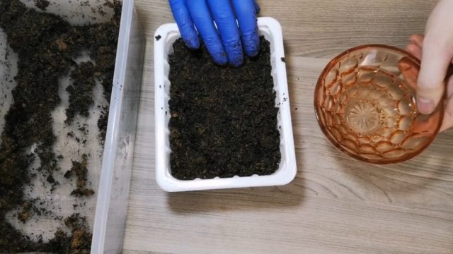 Высаживаем семена, «добытые» из покупного банана