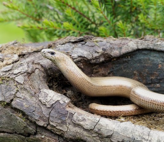 Ящерицы похожие на змей — веретеница и желтопузик - Животные Ящерицы похожие на змей — веретеница и желтопузик