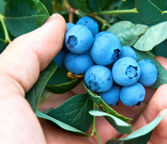 Посадка голубики – условия хорошего урожая