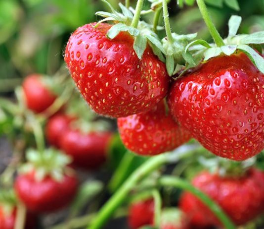 Как ухаживать за клубникой весной — обработка и подкормка