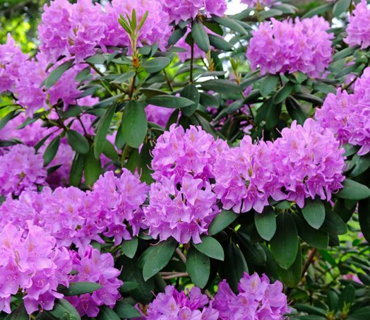 Рододендрон — правила посадки и ухода в открытом грунте - Цветник и ландшафт Рододендрон — правила посадки и ухода в открытом грунте