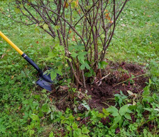 8 причин удалить растение с участка - Цветы многолетние 8 причин удалить растение с участка