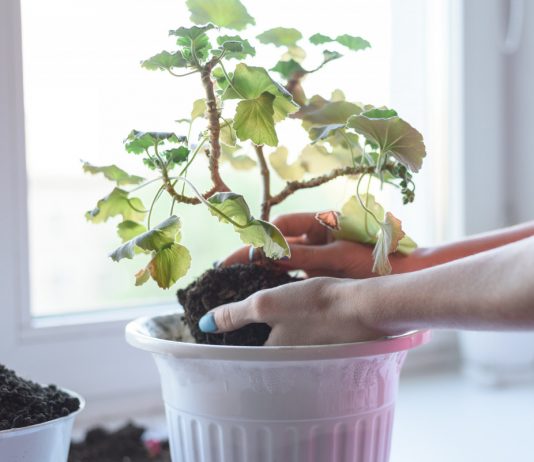 Что делать с комнатными цветами, которые вам подарили?