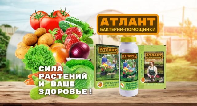 Препарат «Атлант» Препарат «Атлант»