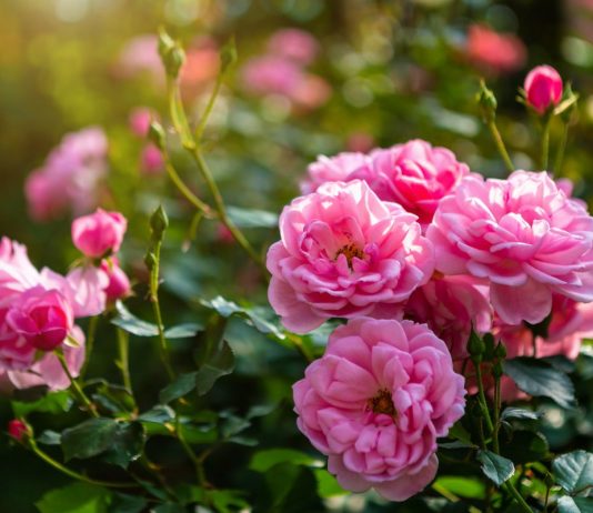 Защищаем розы от грибных болезней