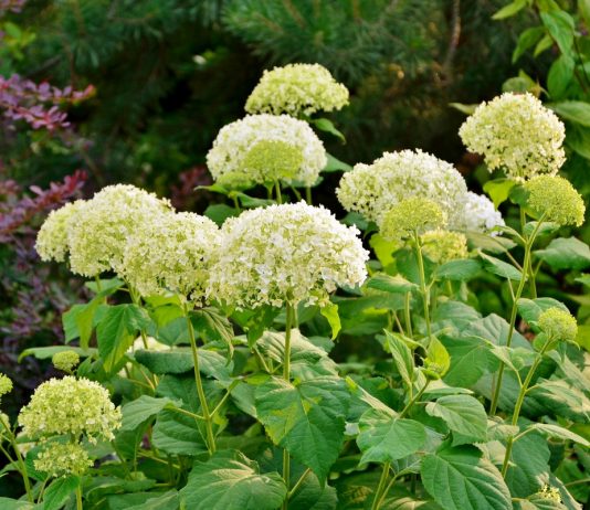 Деревья и кустарники, декоративные все 4 сезона - Цветник и ландшафт Деревья и кустарники, декоративные 4 сезона