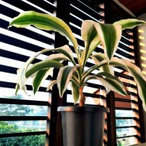 Драцена душистая (Dracaena fragrans), сорт «Виктория» (Victoria) Драцена душистая (Dracaena fragrans), сорт «Виктория» (Victoria)