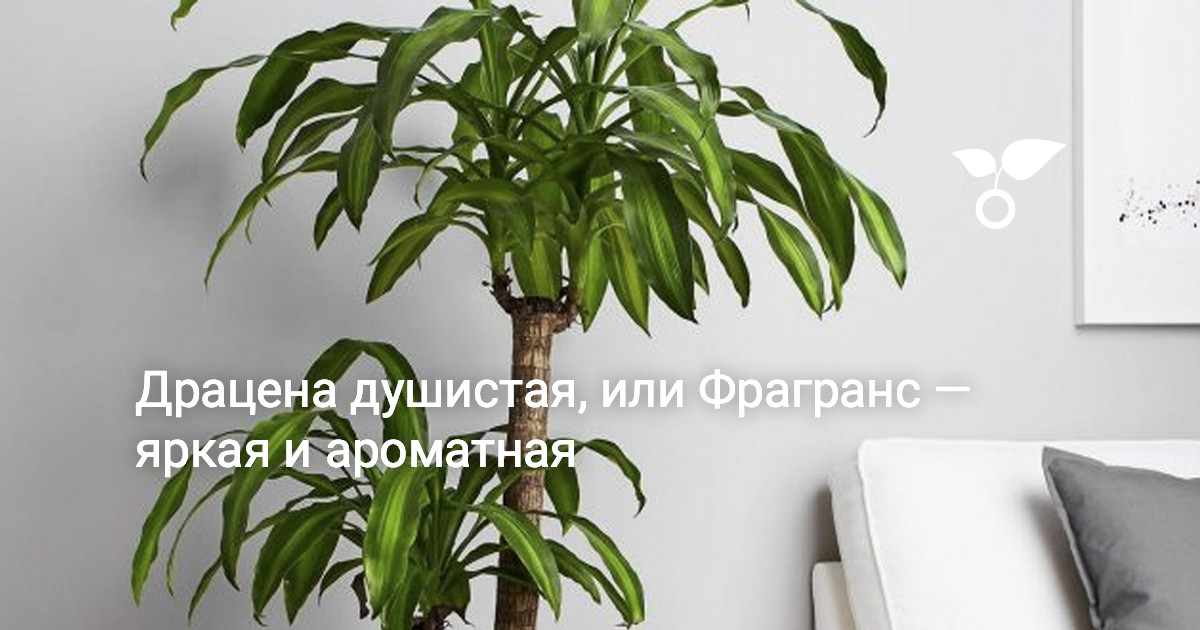 www.botanichka.ru