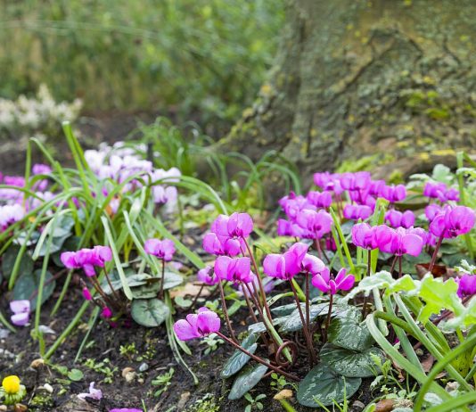 Эффектные весенние луковичные, о которых вы не знали - Цветы многолетние Эффектные весенние луковичные, о которых вы не знали