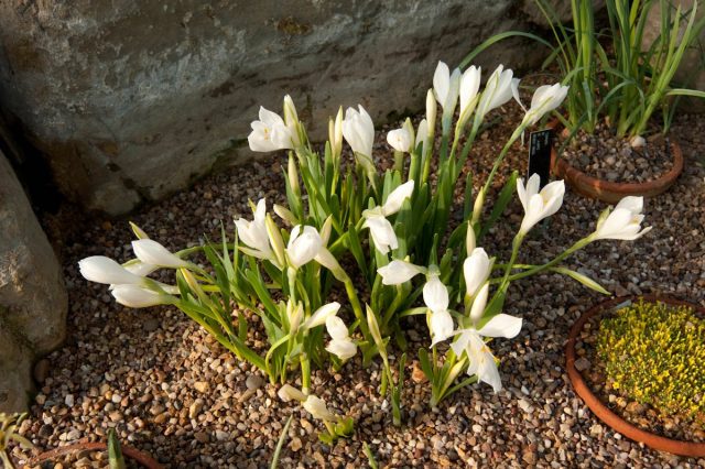 Штернбергия белоснежная (Sternbergia candida) Штернбергия белоснежная (Sternbergia candida)