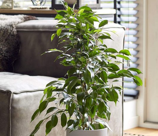 Фикус бенджамина — великолепен в любом интерьере - Комнатные растения Фикус бенджамина — великолепен в любом интерьере