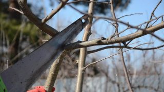 Слегка подпиливаем ветку снизу. Затем отпиливаем ветвь сверху Слегка подпиливаем ветку снизу. Затем отпиливаем ветвь сверху