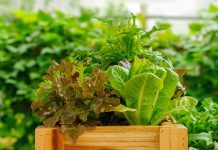 Какую полезную и вкусную зелень нужно посеять весной в первую очередь?