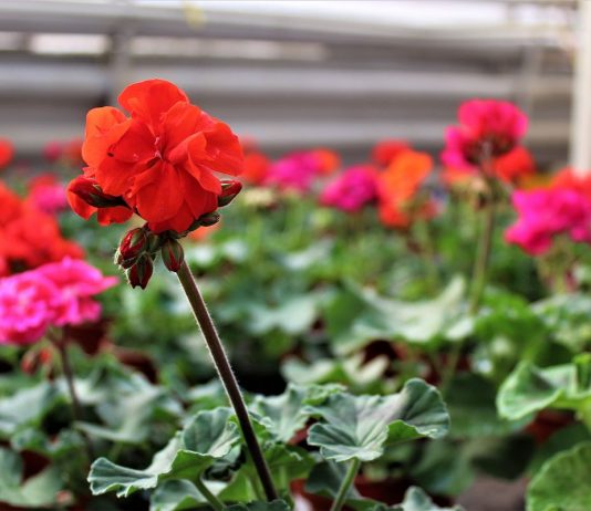 Украшения вашего дома — комнатные растения из семян