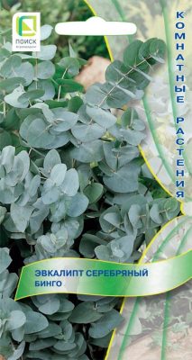 Эвкалипт серебряный «Бинго»