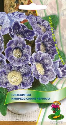 Глоксиния «Импресс Синие чернила»