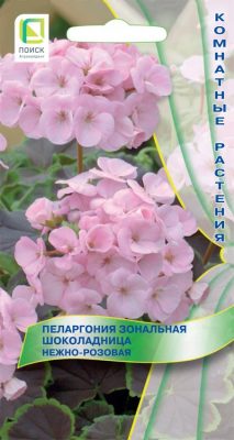 Пеларгония зональная «Шоколадница Нежно-розовая»