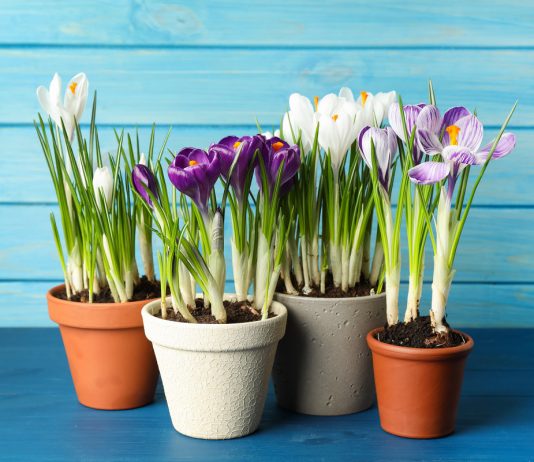 Комнатные крокусы — выгонка и уход в домашних условиях - Красивоцветущие Комнатные крокусы — выгонка и уход в домашних условиях