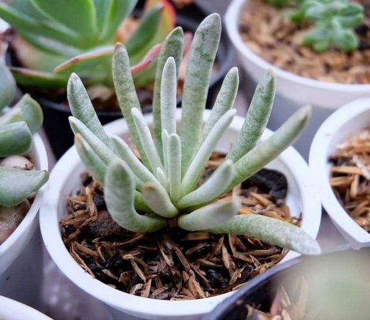 Крестовник стрелконосный — особенный суккулент - Комнатные растения Крестовник стрелконосный — особенный суккулент