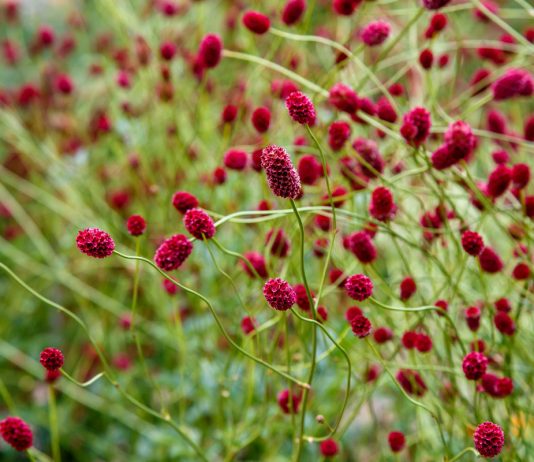 Кровохлебка — не только лекарственное, но и декоративное растение