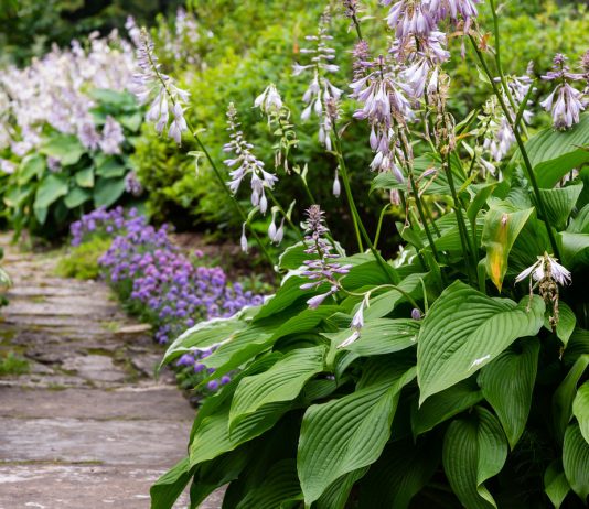 Лучшие партнеры для хосты среди луковичных, многолетников и летников - Цветы многолетние Лучшие партнеры для хосты среди луковичных, многолетников и летников