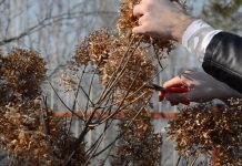 Обрезка гортензии метельчатой: зачем нужна и как проводить правильно?