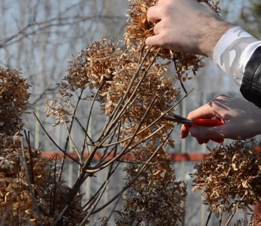 Обрезка гортензии метельчатой: зачем нужна и как проводить правильно? - Цветы многолетние Обрезка гортензии метельчатой: зачем нужна и как проводить правильно?