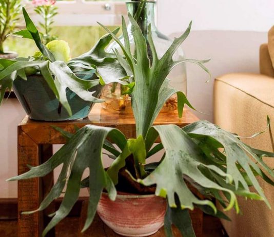 Платицериум — олений папоротник для внимательных цветоводов