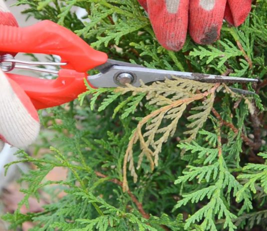 Правила весеннего ухода за туями