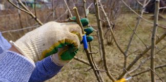 Весенние прививки — почему я не могу остановиться?