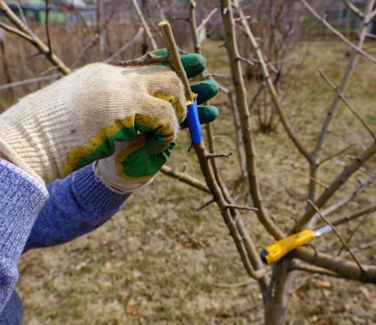 Весенние прививки — почему я не могу остановиться?
