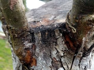На пне старой яблони прививка «за кору»