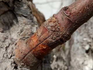 Прижившаяся прививка яблони черенком «в расщеп»