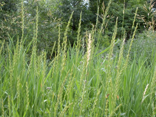 Пырей ползучий (Elymus repens) Пырей ползучий (Elymus repens)